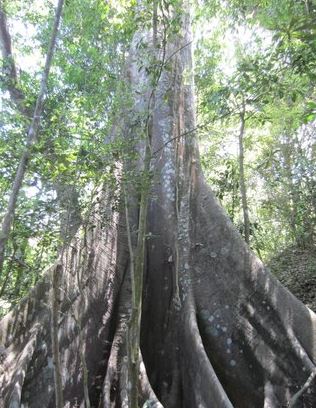 Bosque Protector Cerro Blanco