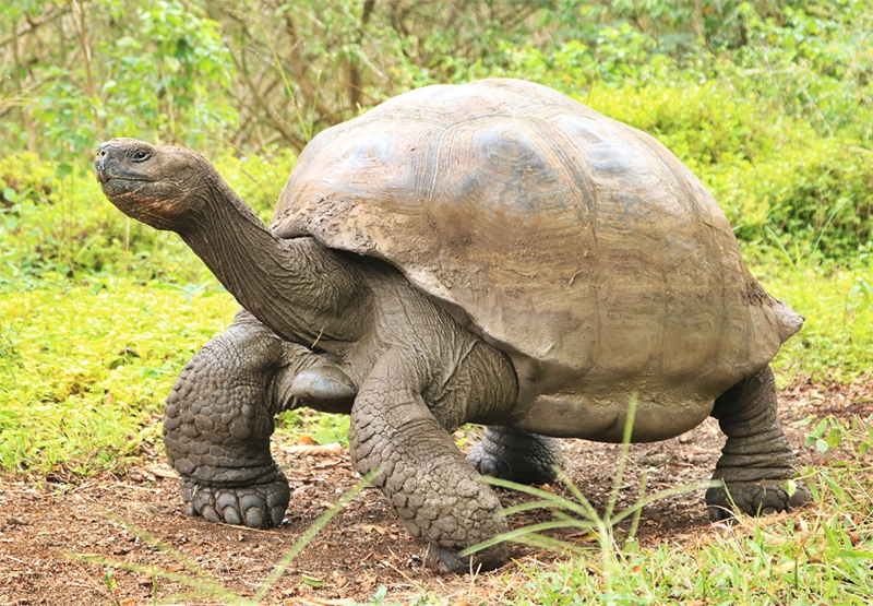 Tour a Galápagos con Isla Bartolomé + Seymour