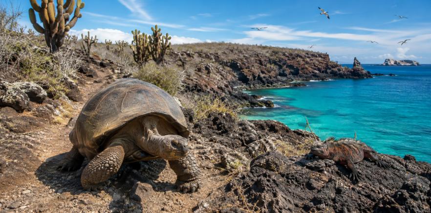 Tortuga gigante e iguana sobre una costa rocosa junto al mar