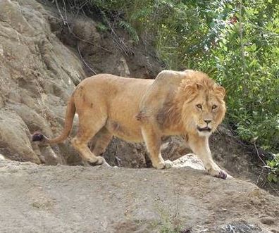 Zoológico Amaru