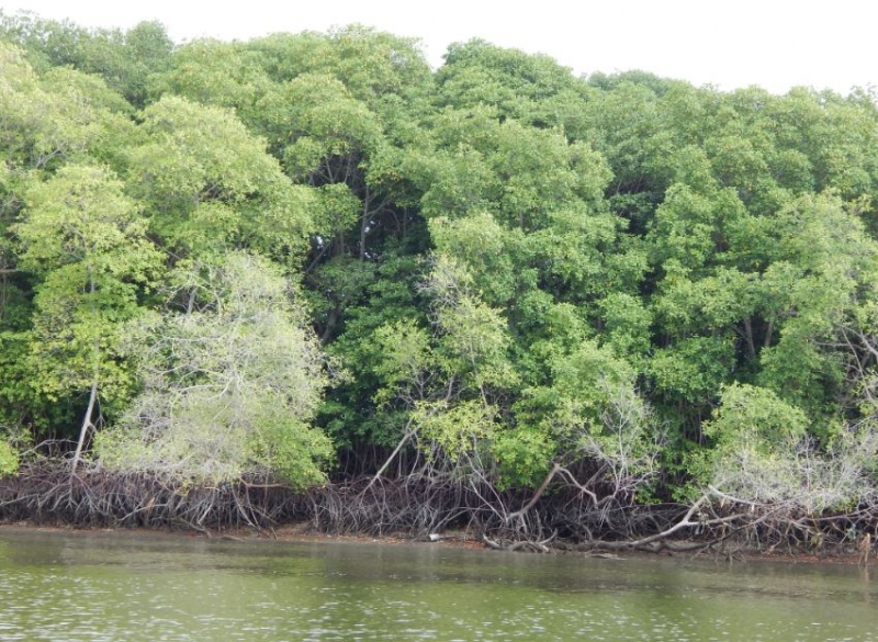 Archipiélago de Jambelí