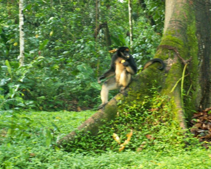 Parque Amazónico La Isla
