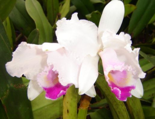 Jardín Botánico El Padmi