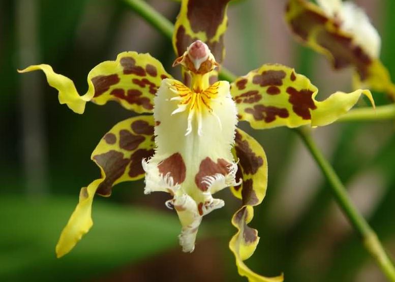 Reserva Orquideológica El Pahuma