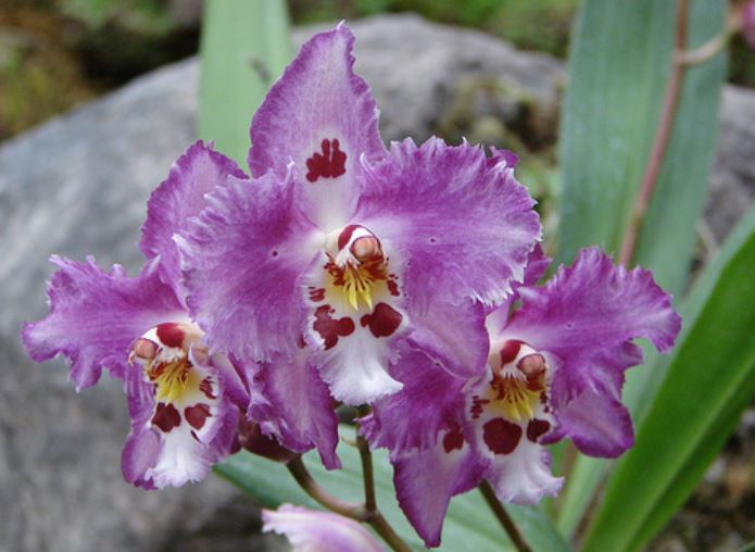 Jardín Botánico