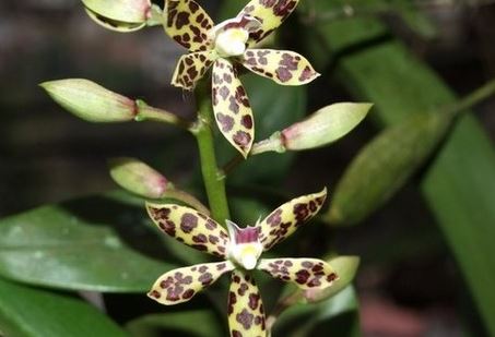 Orquideario Doña Sara Jaramillo