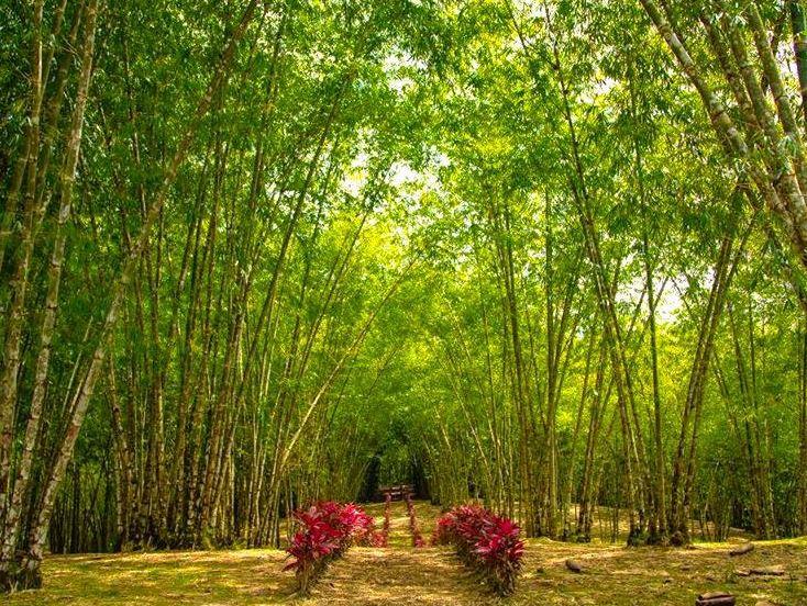 Parque de la Guadua El Pigual