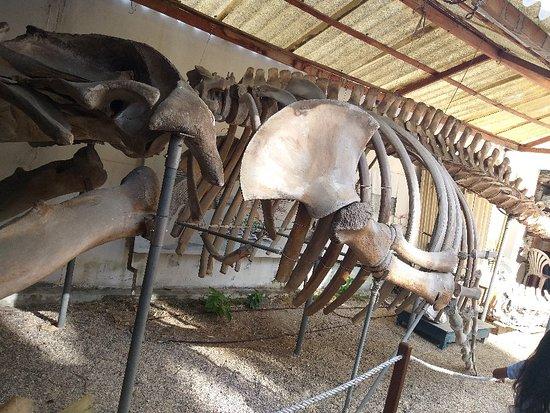 Museo de Ballenas