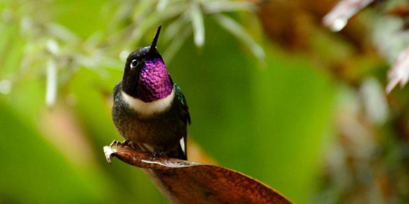 Parque Nacional Río Negro - Sopladora