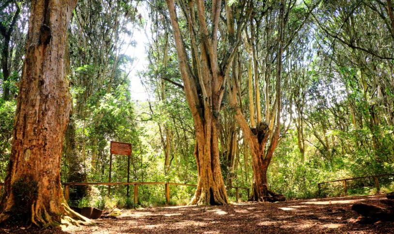 Bosque de Arrayanes Montúfar Carchi Ecuador