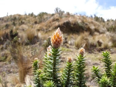 Montaña Negratola