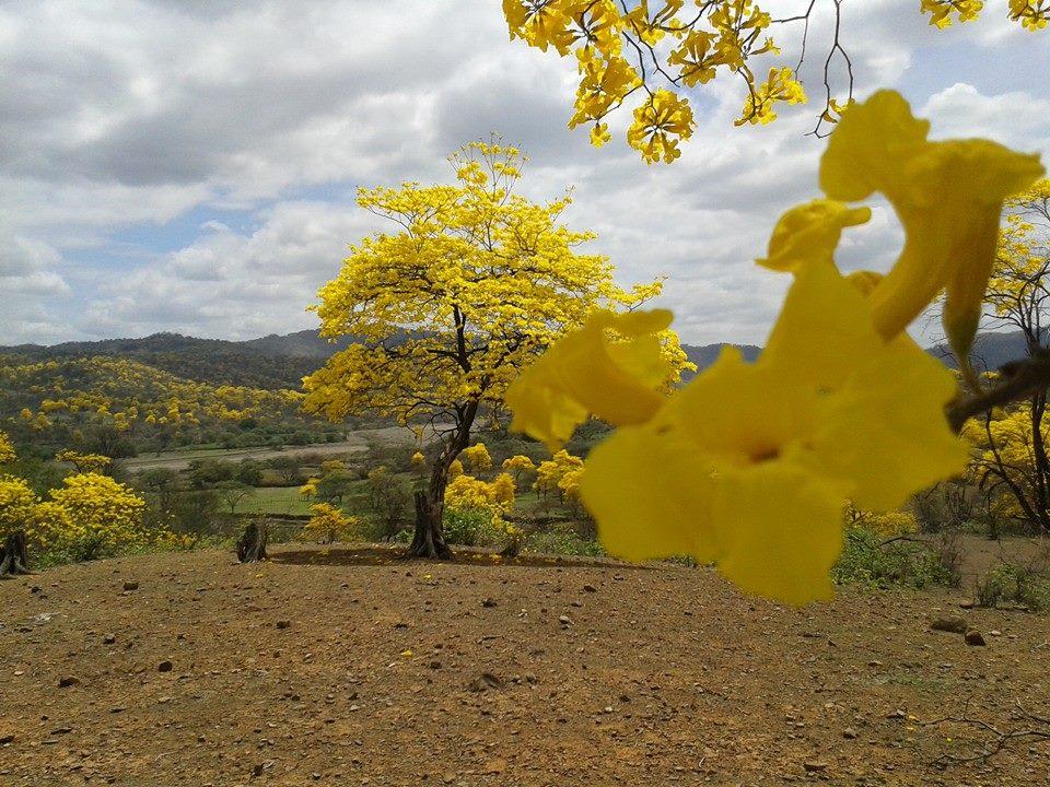 Florecimiento de los Guayacanes