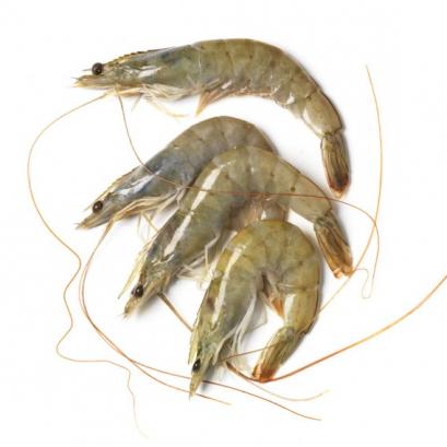 Langostinos