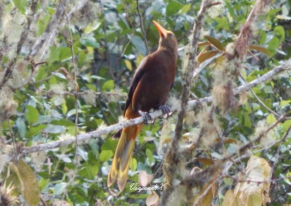 Santuario de Aves de Milpe