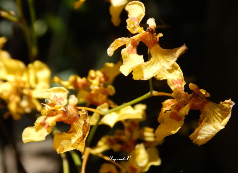 Orquideario de Mindo