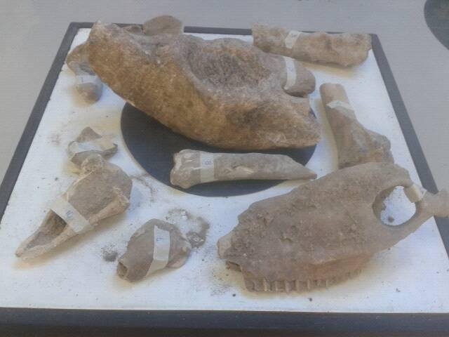Museo Paleontológico de Punín