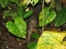 Imagen Armadillo