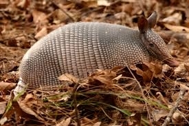 Imagen Armadillo