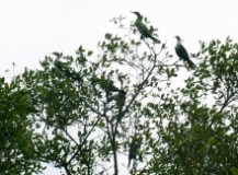 Imagen Aves