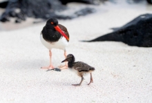 Ecuador, tercer país en el mundo con mayor observación de aves en un día
