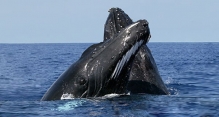 Inicia temporada de Avistamiento de Ballenas en Puerto López