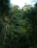 Imagen Bosque