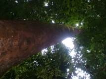 Imagen Bosque
