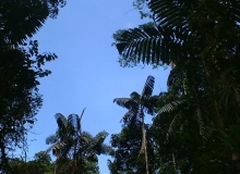 Imagen Bosque