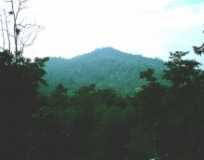 Imagen Bosque