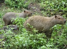 Imagen Capibara