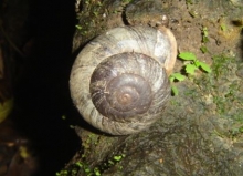 Imagen Caracol