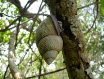 Imagen Caracol