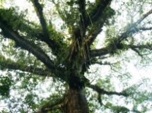 Imagen Ceibo