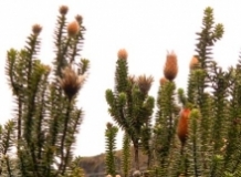 Imagen Chuquirahua