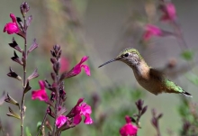 Imagen Colibrí