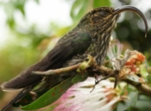 Imagen Colibrí