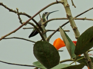 Imagen Colibrí
