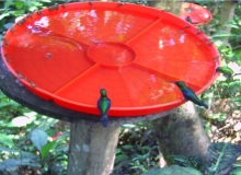 Imagen Colibríes
