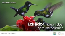 Ecuador, hogar ideal de los colibríes
