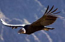 Condor andino volando