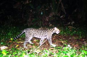 Ocelote