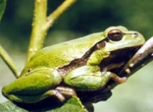 Imagen Fauna