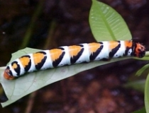 Imagen Fauna