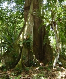 Imagen Ficus