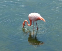 Imagen Flamingo