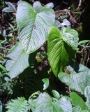 Imagen Flora