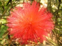 Imagen Flora