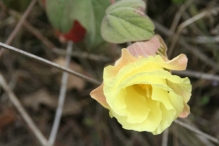 Imagen Flora