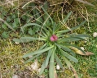 Imagen Flora