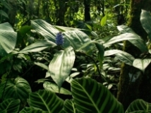 Imagen Flora